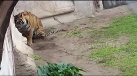 Bengal Tiger Animal