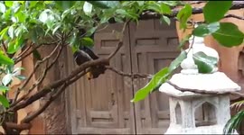 Fruit Bats Hang around the Cage exotic wildlife