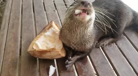 Oskha the otter loving the fresh young coconut.