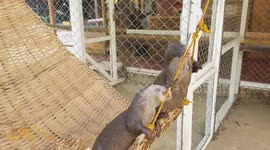Cute otters going nuts over new hammock.