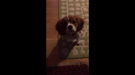 #puppy #dog #cute #caviler #kingcharles #spaniel