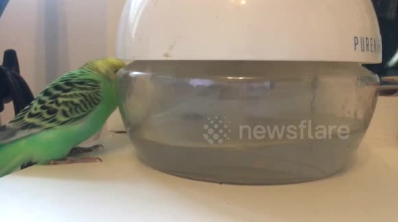 Budgie chasing water in an air purifier
