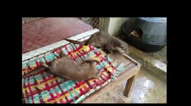 Wriggle butt otters trying to get dry