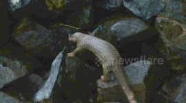 Baby pangolin aka Palawan scaly anteater scouting on his own at dusk.