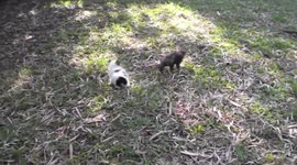 Adorable puppy plays with rescued otters