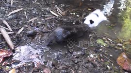 Adorable puppy plays with rescued otters