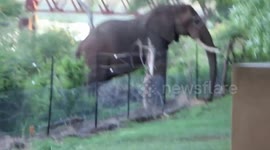Elephant comes up to fence to eat at Kruger National Park