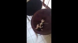Cool Cat