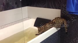 The Bengal cat in the bathroom.