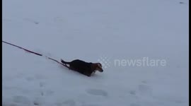 Dog repeatedly falls through snow in Canada