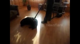 Labrador Retriever loves the vacuum