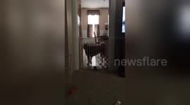 The video that proves huskies are 'escape artists'