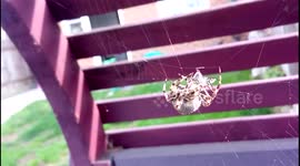 The biggest spider I have ever seen in the UK wrapping its lunch