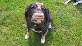 MY DOGS BALANCING ACT!