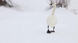 Endangered Trumpeter Swan Wading Through Snow