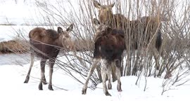 Moose Family With Twins