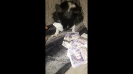 My dog trying to pinch my money