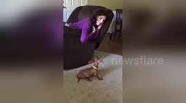 Newsflare Edit - dachshund vs pitbull