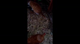 No-one messes with the girls..