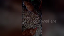 Newsflare Edit - No-one messes with the girls..