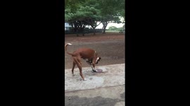 Funny dog playing with his toy