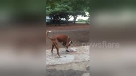 Newsflare Edit - Funny dog playing with his toy