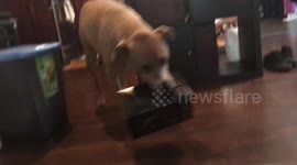 Clever dog fetches wine for owner