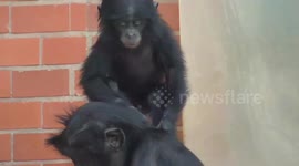 Adorable baby bonobo uses mother as a gym