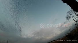 More than 10,000 murmurating starlings filling the sky