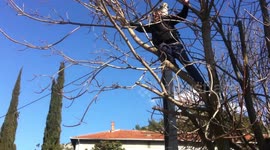 Kitty Cat Rescue, or kitten refuses to let the tree