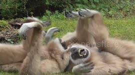 Just some gibbons playing