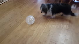 When a dog meets a hamster