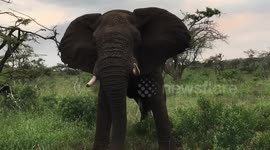 Elephant throws branch at jeep passengers