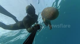 Octopus takes revenge on spear fisherman