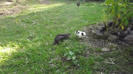 Two otters and a puppys' first encounter!