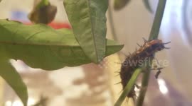 Gulf Fritillary Caterpillar 2017-02-21