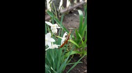 Gulf Fritillary Butterfly on Narcissus Flower