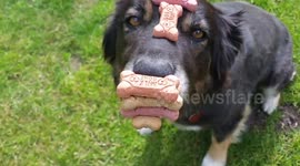 Patient dog balances six biscuits on his head