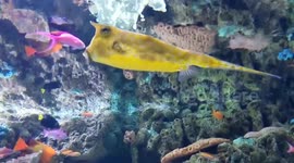 The fish that looks like Donald Trump