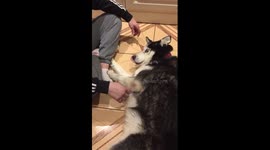 Cutest Husky ever:  don't stop petting me human