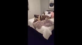 Naughty husky talking back