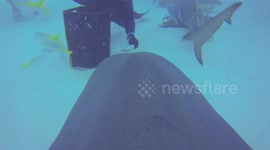 Diver clips GoPro to tiger shark, these are the results
