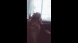 The dog wants more