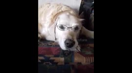 My Dog can see clearly now with glasses on