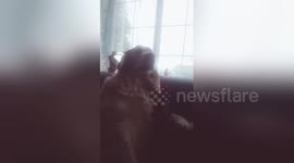 Newsflare Edit - The dog wants more