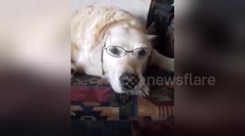 Newsflare Edit - My Dog can see clearly now with glasses on