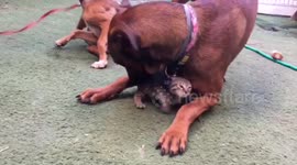 Kitten raised by dogs