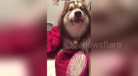 Husky won't let his owner brush her hair instead of his