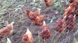 Chickens running