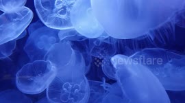 Lit-up jellyfish look mesmerising